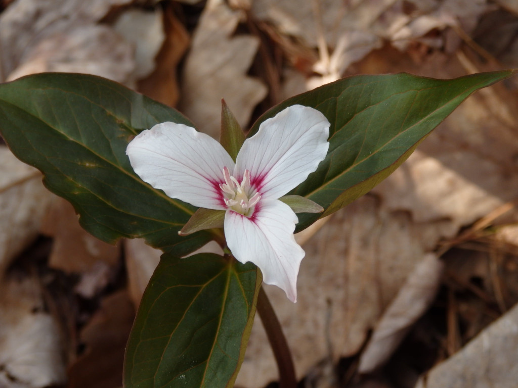 Trillium undulatum (painted trillium) in Linville Gorge